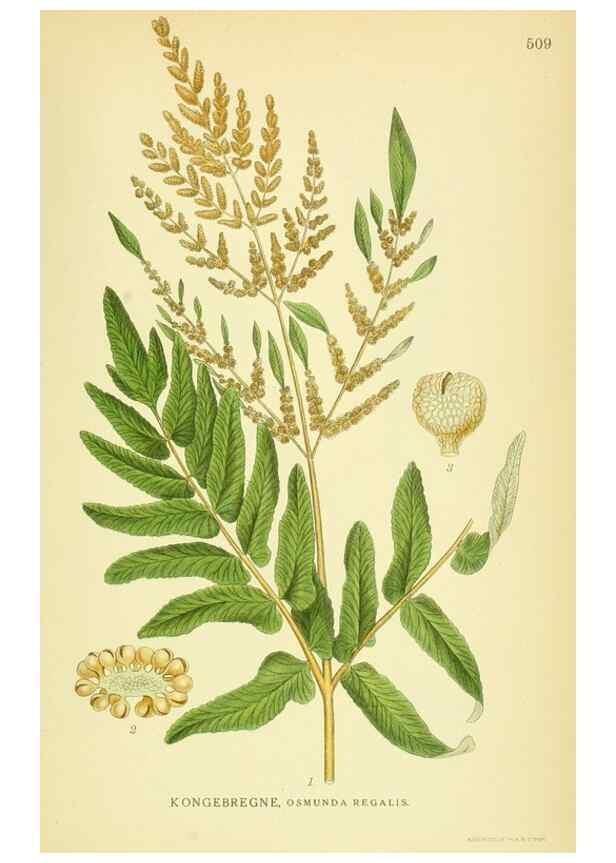 Reproducción/Reproduction 8147674893: Billeder af nordens flora,. København,G.E.C. Gad's forlag,1917-1927.