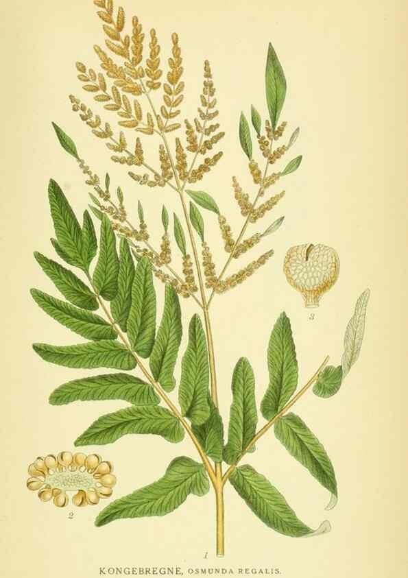 Reproducción/Reproduction 8147674893: Billeder af nordens flora,. København,G.E.C. Gad's forlag,1917-1927.