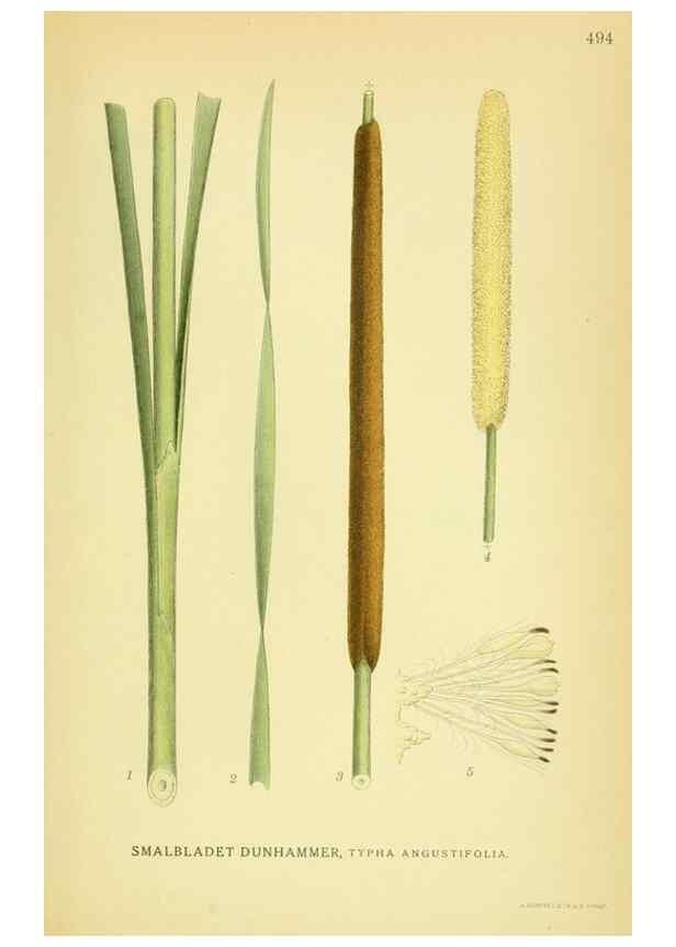 Reproducción/Reproduction 8147699082: Billeder af nordens flora,. København,G.E.C. Gad's forlag,1917-1927.