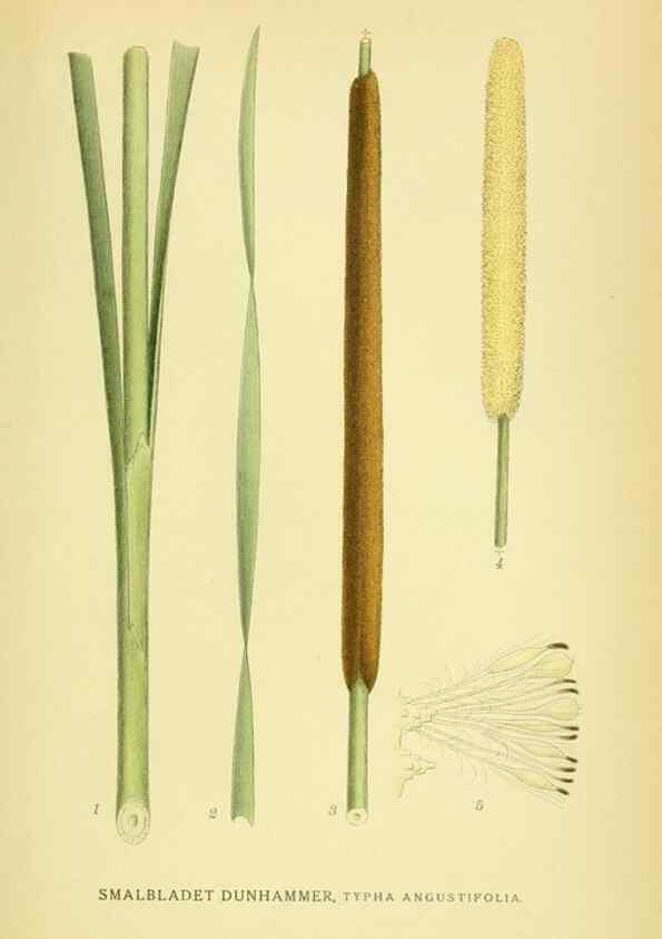 Reproducción/Reproduction 8147699082: Billeder af nordens flora,. København,G.E.C. Gad's forlag,1917-1927.