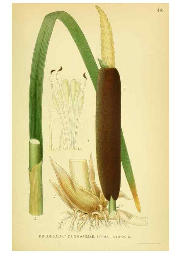 Reproducción/Reproduction 8147698594: Billeder af nordens flora,. København,G.E.C. Gad's forlag,1917-1927.