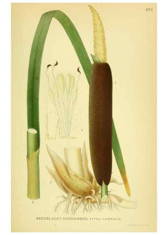 Reproducción/Reproduction 8147698594: Billeder af nordens flora,. København,G.E.C. Gad's forlag,1917-1927.