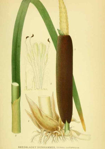 Reproducción/Reproduction 8147698594: Billeder af nordens flora,. København,G.E.C. Gad's forlag,1917-1927.