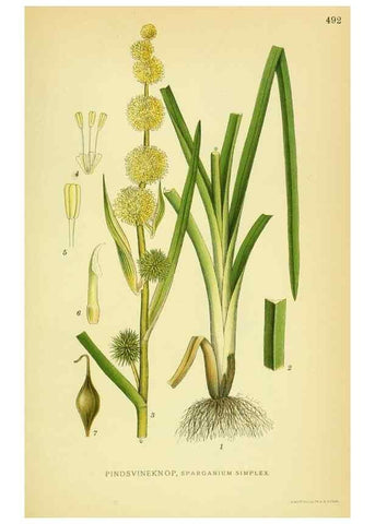 Reproducción/Reproduction 8147698136: Billeder af nordens flora,. København,G.E.C. Gad's forlag,1917-1927.