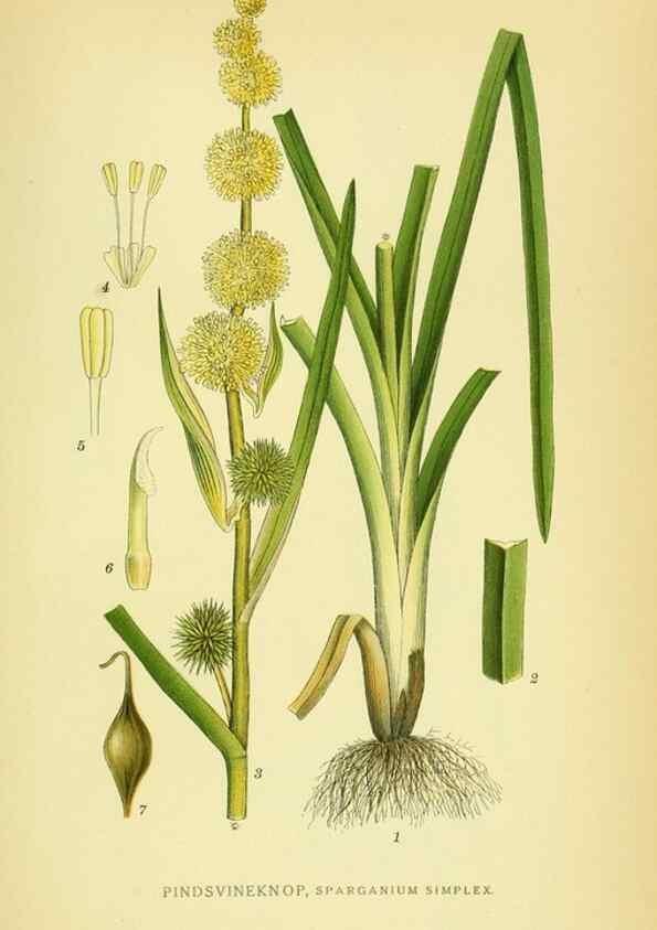 Reproducción/Reproduction 8147698136: Billeder af nordens flora,. København,G.E.C. Gad's forlag,1917-1927.