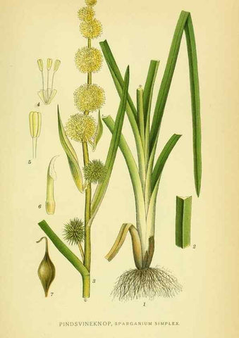 Reproducción/Reproduction 8147698136: Billeder af nordens flora,. København,G.E.C. Gad's forlag,1917-1927.