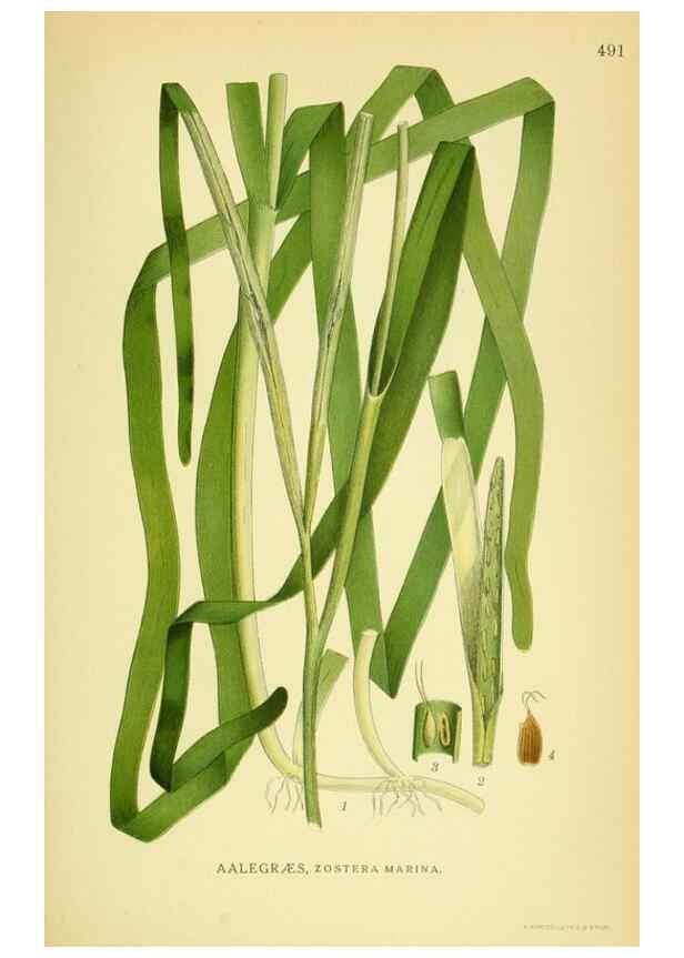 Reproducción/Reproduction 8147697724: Billeder af nordens flora,. København,G.E.C. Gad's forlag,1917-1927.