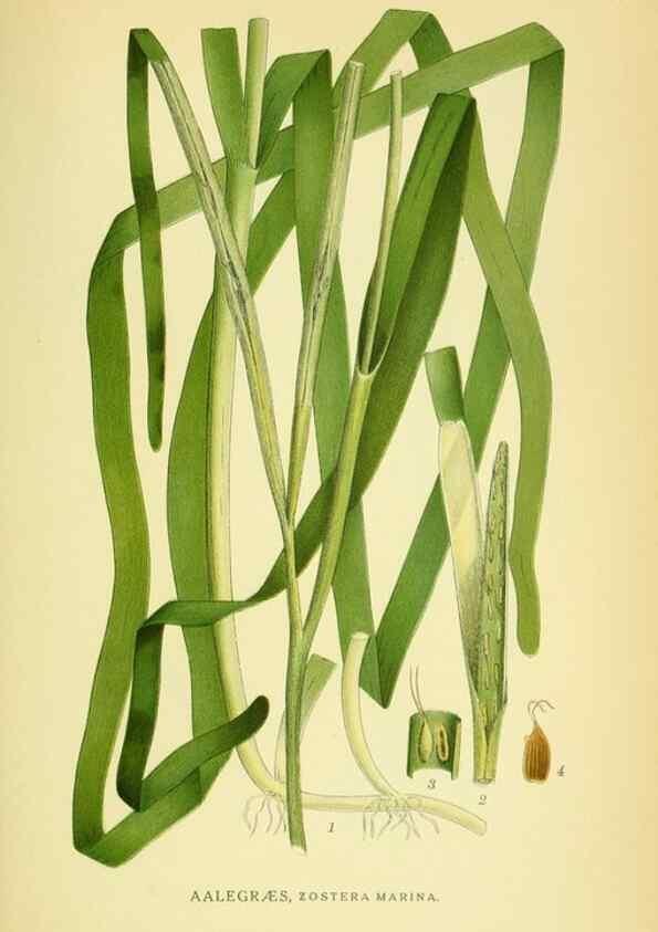 Reproducción/Reproduction 8147697724: Billeder af nordens flora,. København,G.E.C. Gad's forlag,1917-1927.