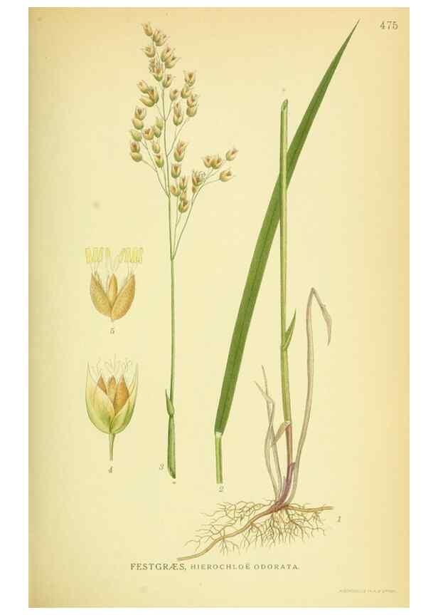 Reproducción/Reproduction 8147657035: Billeder af nordens flora,. København,G.E.C. Gad's forlag,1917-1927.