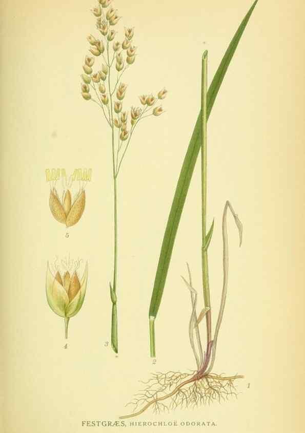 Reproducción/Reproduction 8147657035: Billeder af nordens flora,. København,G.E.C. Gad's forlag,1917-1927.