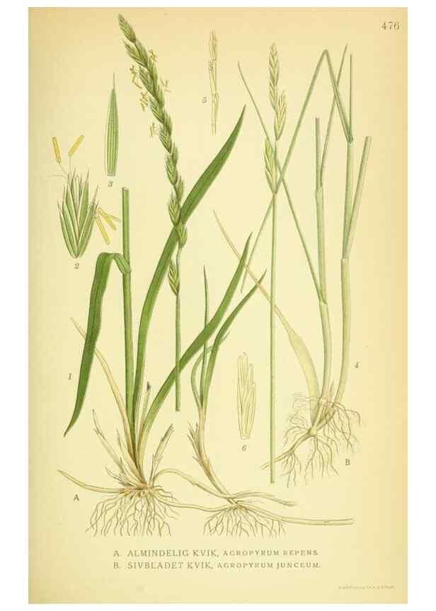 Reproducción/Reproduction 8147657497: Billeder af nordens flora,. København,G.E.C. Gad's forlag,1917-1927.