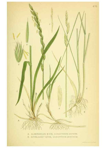Reproducción/Reproduction 8147657497: Billeder af nordens flora,. København,G.E.C. Gad's forlag,1917-1927.