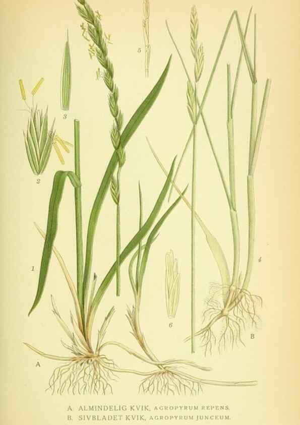 Reproducción/Reproduction 8147657497: Billeder af nordens flora,. København,G.E.C. Gad's forlag,1917-1927.