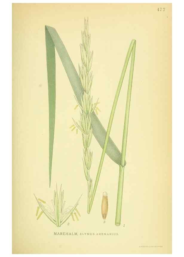 Reproducción/Reproduction 8147657953: Billeder af nordens flora,. København,G.E.C. Gad's forlag,1917-1927.