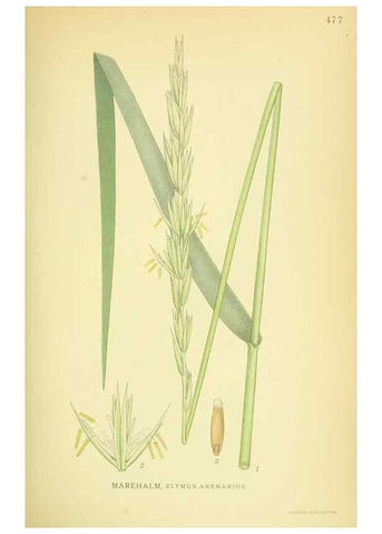 Reproducción/Reproduction 8147657953: Billeder af nordens flora,. København,G.E.C. Gad's forlag,1917-1927.