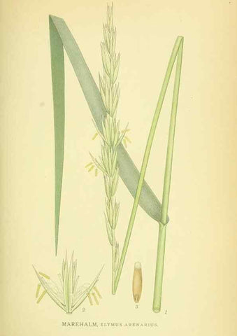 Reproducción/Reproduction 8147657953: Billeder af nordens flora,. København,G.E.C. Gad's forlag,1917-1927.