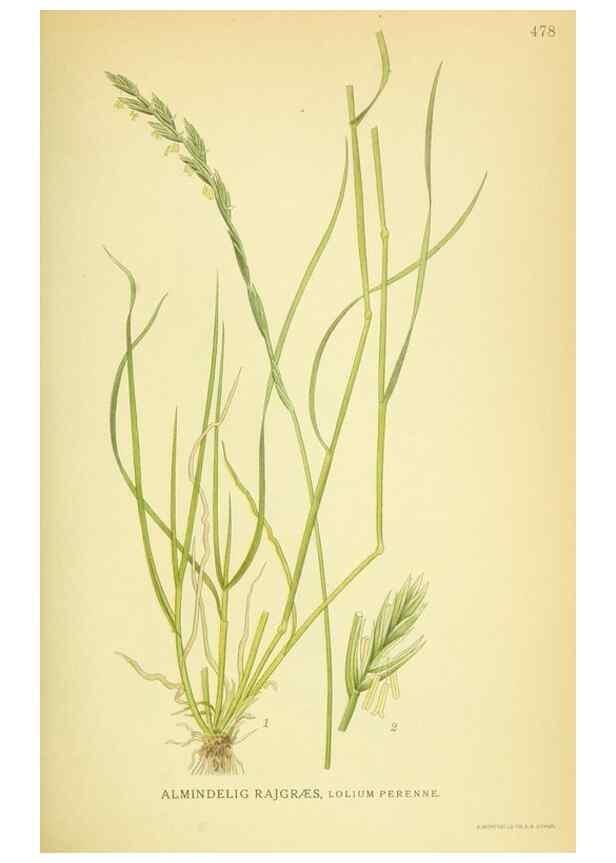 Reproducción/Reproduction 8147658475: Billeder af nordens flora,. København,G.E.C. Gad's forlag,1917-1927.