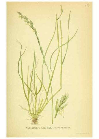 Reproducción/Reproduction 8147658475: Billeder af nordens flora,. København,G.E.C. Gad's forlag,1917-1927.