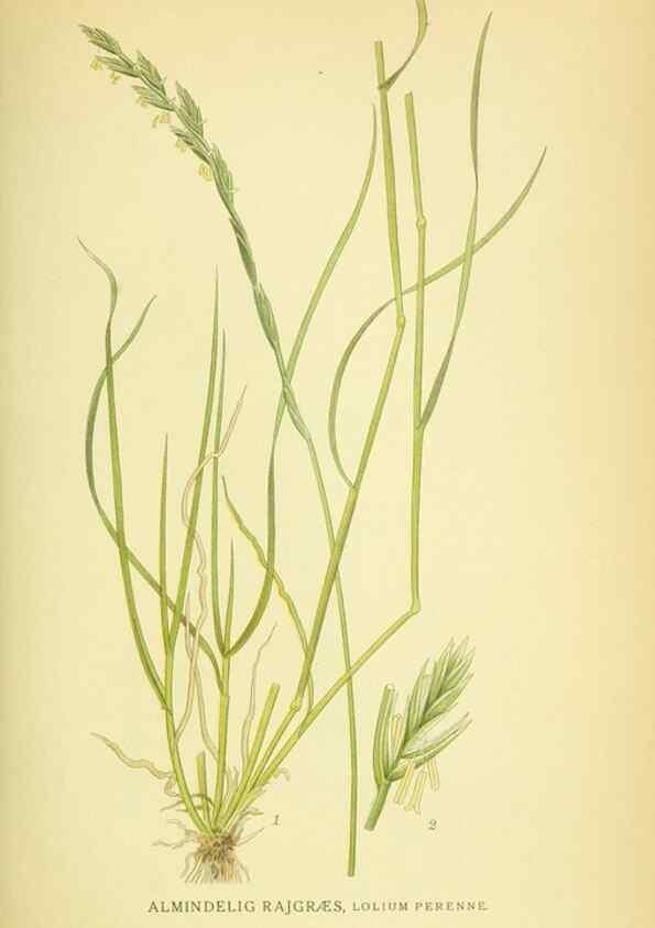 Reproducción/Reproduction 8147658475: Billeder af nordens flora,. København,G.E.C. Gad's forlag,1917-1927.