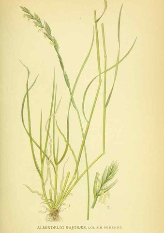 Reproducción/Reproduction 8147658475: Billeder af nordens flora,. København,G.E.C. Gad's forlag,1917-1927.