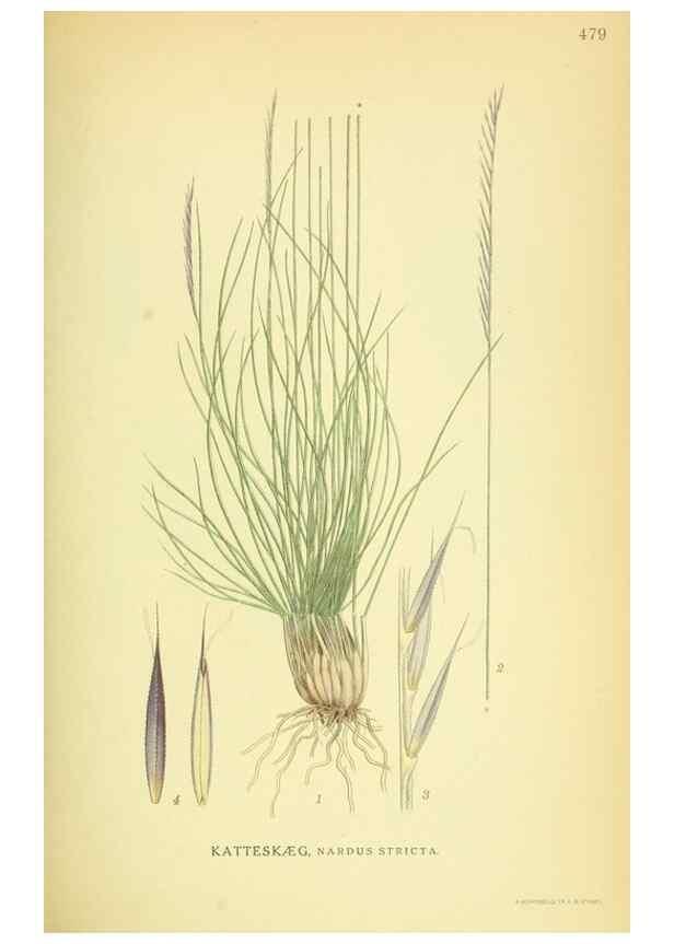 Reproducción/Reproduction 8147658945: Billeder af nordens flora,. København,G.E.C. Gad's forlag,1917-1927.