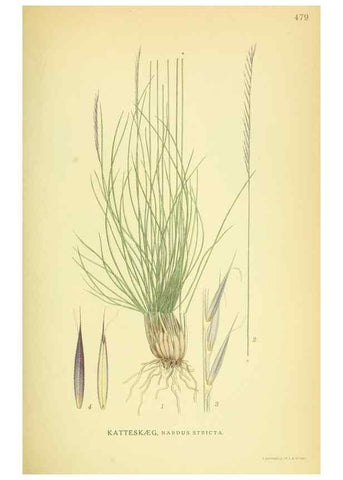 Reproducción/Reproduction 8147658945: Billeder af nordens flora,. København,G.E.C. Gad's forlag,1917-1927.