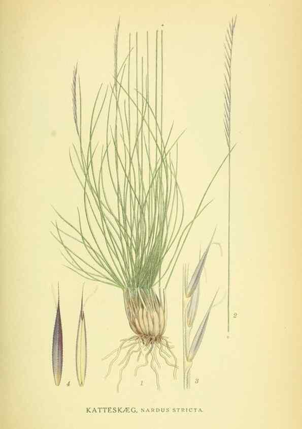 Reproducción/Reproduction 8147658945: Billeder af nordens flora,. København,G.E.C. Gad's forlag,1917-1927.