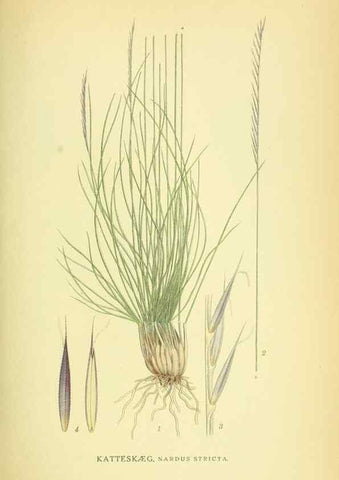 Reproducción/Reproduction 8147658945: Billeder af nordens flora,. København,G.E.C. Gad's forlag,1917-1927.
