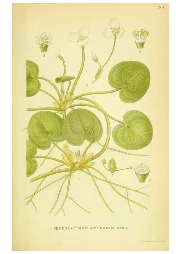 Reproducción/Reproduction 8147691950: Billeder af nordens flora,. København,G.E.C. Gad's forlag,1917-1927.