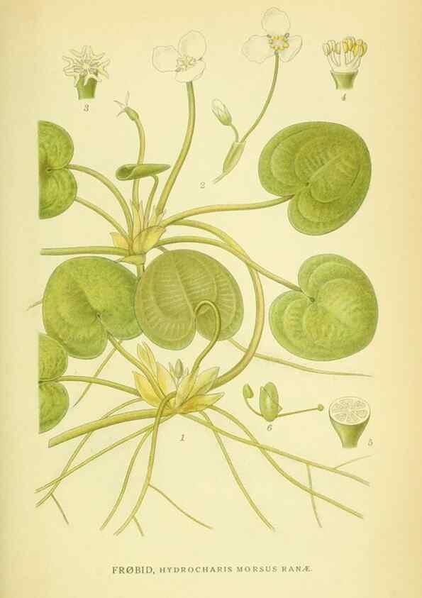 Reproducción/Reproduction 8147691950: Billeder af nordens flora,. København,G.E.C. Gad's forlag,1917-1927.
