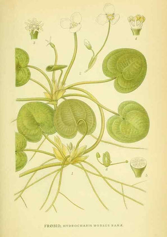 Reproducción/Reproduction 8147691950: Billeder af nordens flora,. København,G.E.C. Gad's forlag,1917-1927.