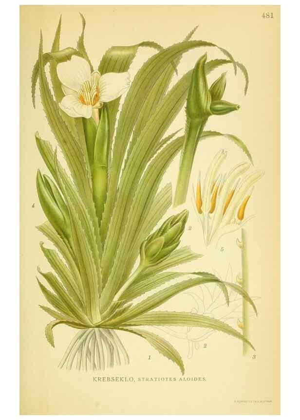 Reproducción/Reproduction 8147692456: Billeder af nordens flora,. København,G.E.C. Gad's forlag,1917-1927.