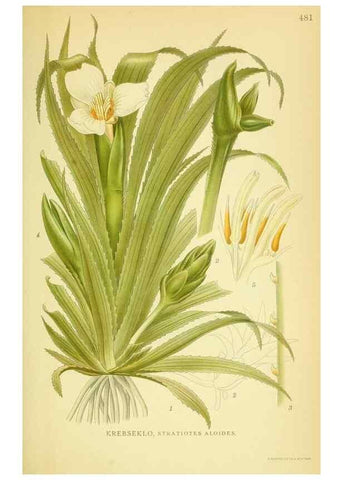Reproducción/Reproduction 8147692456: Billeder af nordens flora,. København,G.E.C. Gad's forlag,1917-1927.