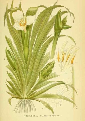 Reproducción/Reproduction 8147692456: Billeder af nordens flora,. København,G.E.C. Gad's forlag,1917-1927.