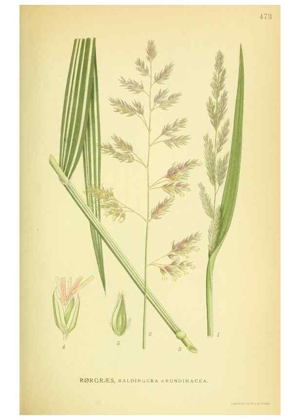 Reproducción/Reproduction 8147688734: Billeder af nordens flora,. København,G.E.C. Gad's forlag,1917-1927.