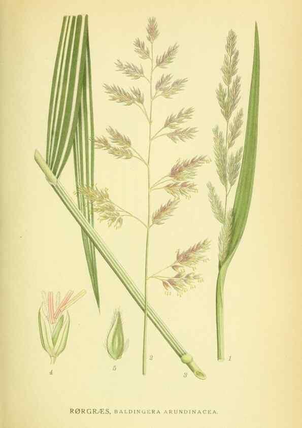 Reproducción/Reproduction 8147688734: Billeder af nordens flora,. København,G.E.C. Gad's forlag,1917-1927.