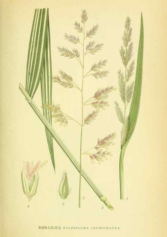 Reproducción/Reproduction 8147688734: Billeder af nordens flora,. København,G.E.C. Gad's forlag,1917-1927.