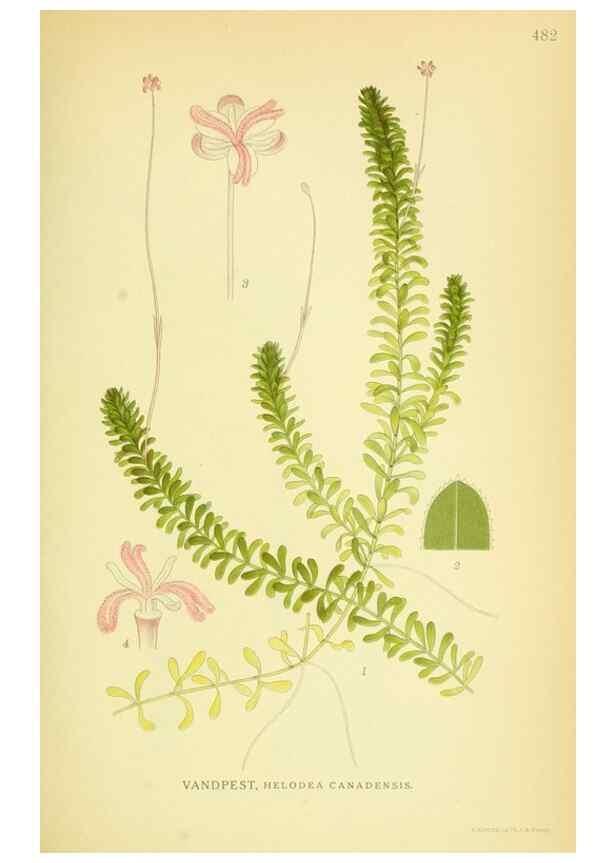 Reproducción/Reproduction 8147692872: Billeder af nordens flora,. København,G.E.C. Gad's forlag,1917-1927.