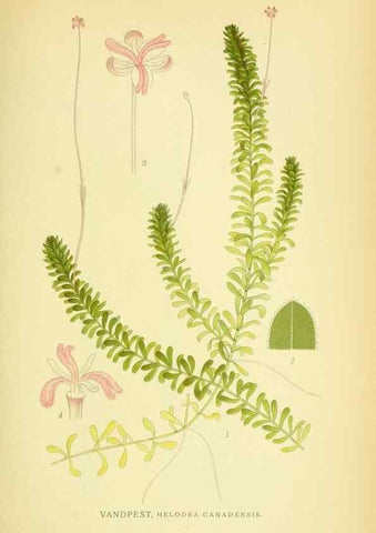 Reproducción/Reproduction 8147692872: Billeder af nordens flora,. København,G.E.C. Gad's forlag,1917-1927.