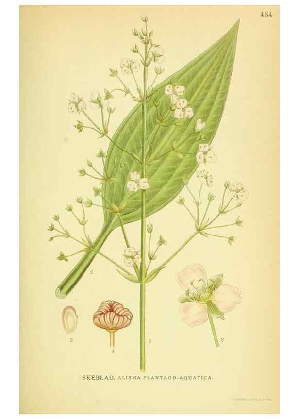 Reproducción/Reproduction 8147661581: Billeder af nordens flora,. København,G.E.C. Gad's forlag,1917-1927.