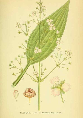 Reproducción/Reproduction 8147661581: Billeder af nordens flora,. København,G.E.C. Gad's forlag,1917-1927.