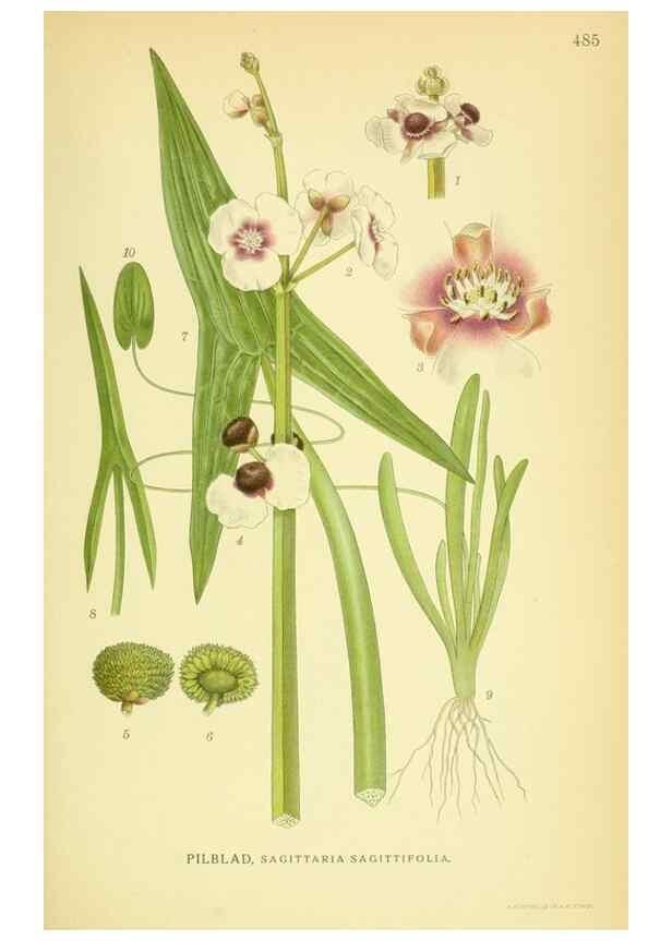 Reproducción/Reproduction 8147694810: Billeder af nordens flora,. København,G.E.C. Gad's forlag,1917-1927.