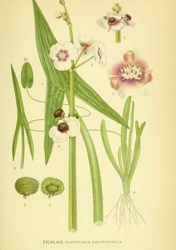 Reproducción/Reproduction 8147694810: Billeder af nordens flora,. København,G.E.C. Gad's forlag,1917-1927.