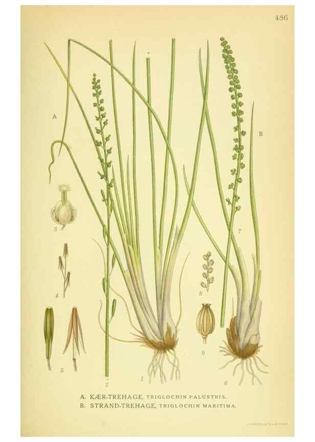 Reproducción/Reproduction 8147695334: Billeder af nordens flora,. København,G.E.C. Gad's forlag,1917-1927.