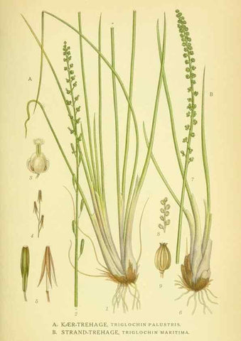 Reproducción/Reproduction 8147695334: Billeder af nordens flora,. København,G.E.C. Gad's forlag,1917-1927.