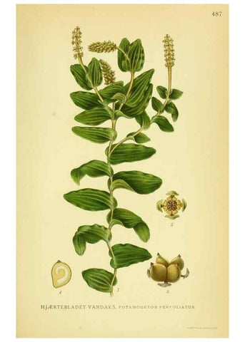 Reproducción/Reproduction 8147663187: Billeder af nordens flora,. København,G.E.C. Gad's forlag,1917-1927.