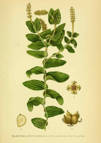 Reproducción/Reproduction 8147663187: Billeder af nordens flora,. København,G.E.C. Gad's forlag,1917-1927.