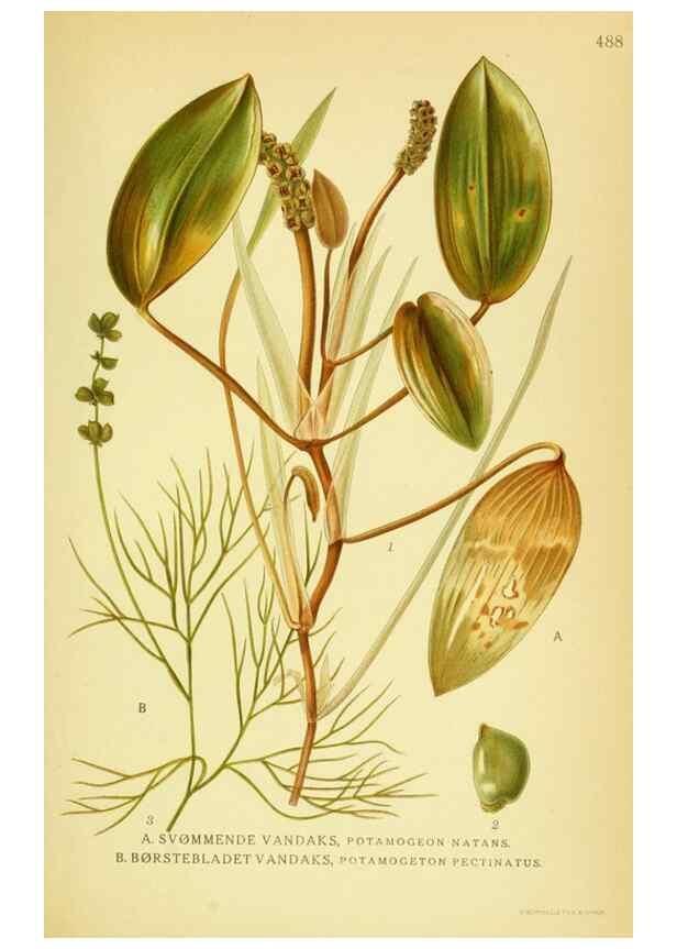 Reproducción/Reproduction 8147663729: Billeder af nordens flora,. København,G.E.C. Gad's forlag,1917-1927.