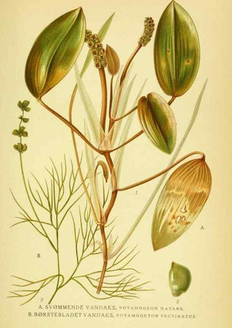 Reproducción/Reproduction 8147663729: Billeder af nordens flora,. København,G.E.C. Gad's forlag,1917-1927.