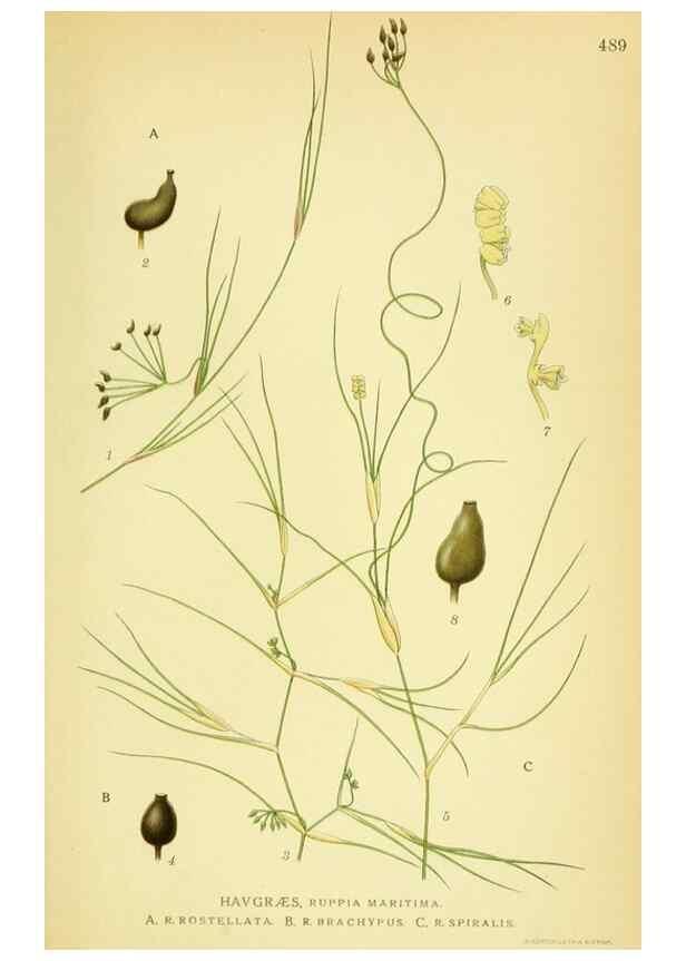 Reproducción/Reproduction 8147664317: Billeder af nordens flora,. København,G.E.C. Gad's forlag,1917-1927.